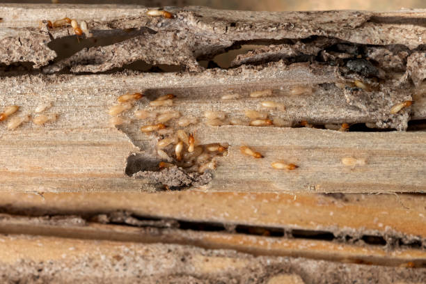 Best Best Pest Control Companies  in Moses Lake North, WA
